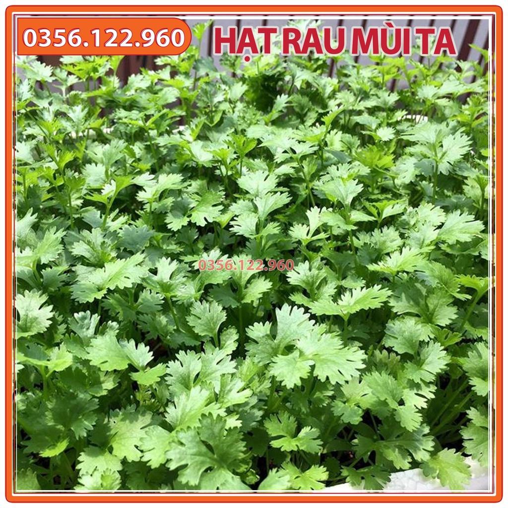 20g Hạt giống rau mùi ta hạt nhỏ, rau ngò rí, ngò hạt nhỏ