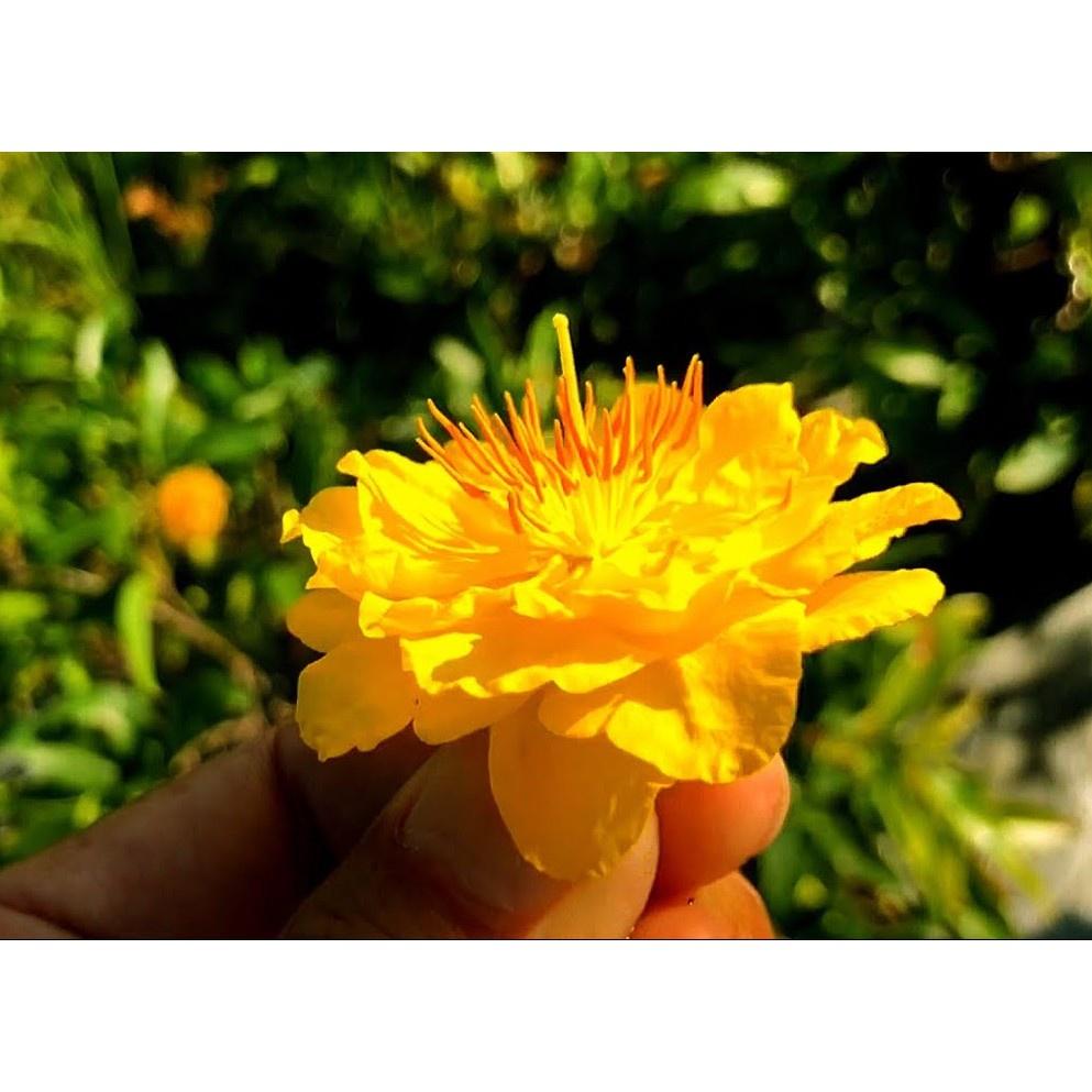 Cây Mai Đại Lộc
