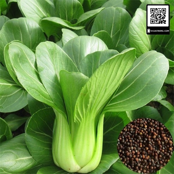Hạt giống Cải Bẹ Loại Rau Xanh Chứa Nhiều Vitamin Và Khoáng Chất, Dễ Trồng, Năng Suất Cao - Nông Sản Vàng