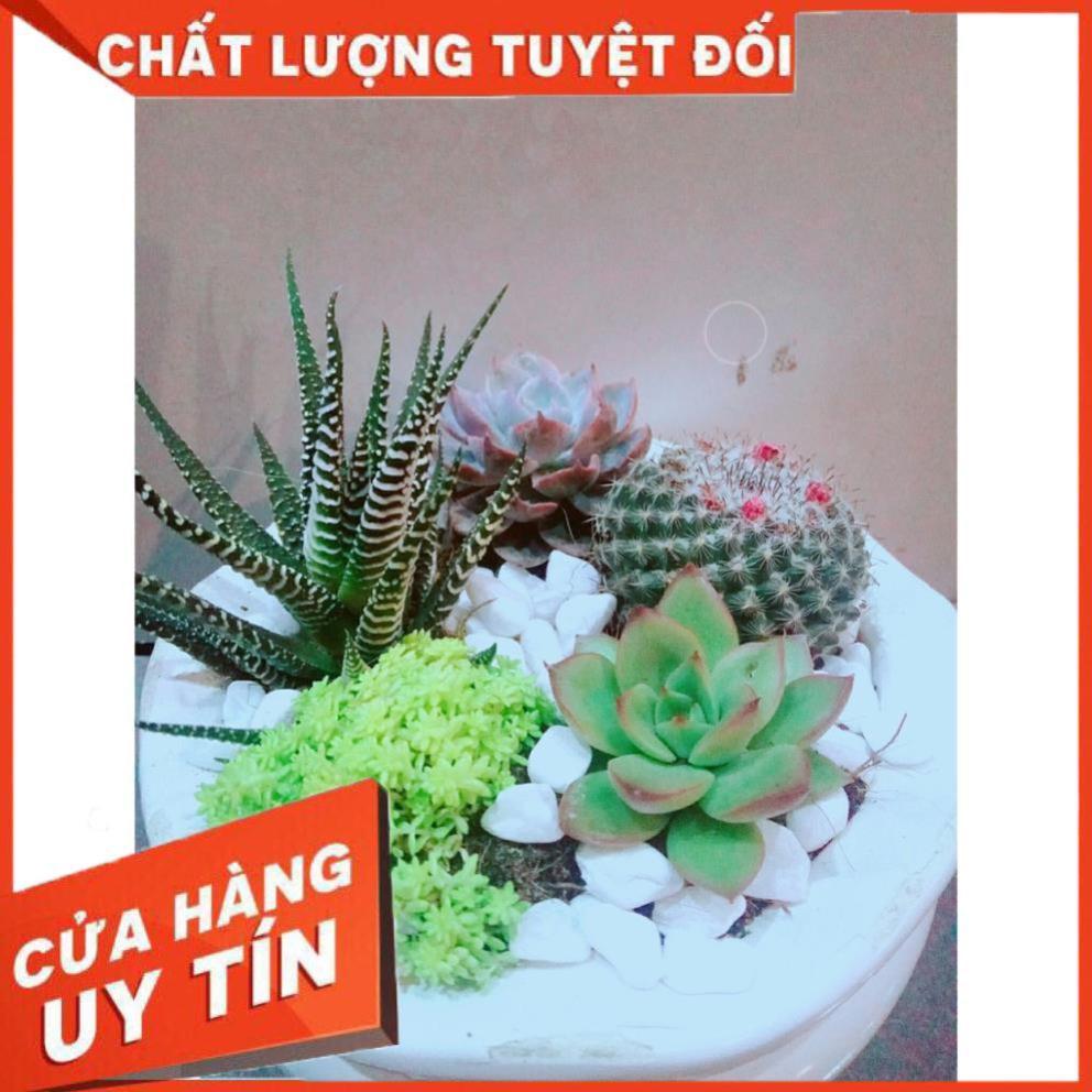 Chậu Mix Nhiều Cây