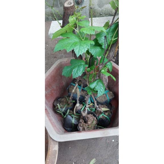 Cây Giống Nho KYOHO