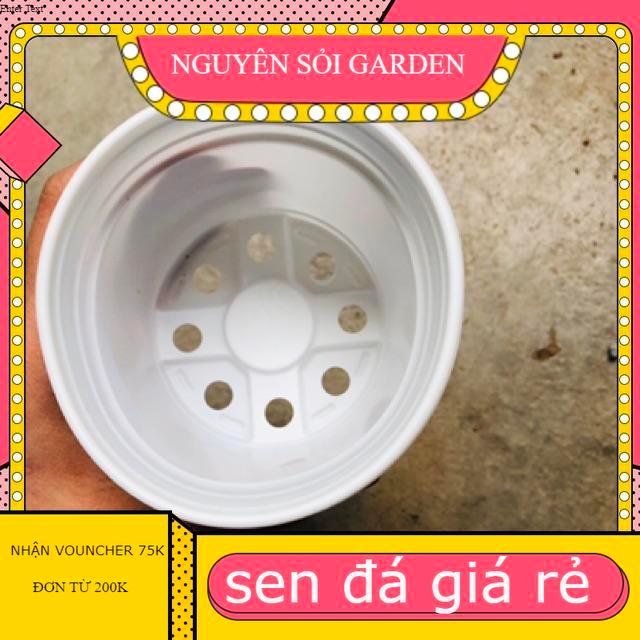 10 Chậu nhựa 10cm