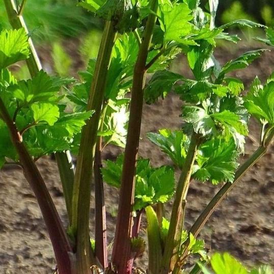 Hạt giống rau cần tây đỏ-gói 1 gram-tặng kèm gói phân bón lót