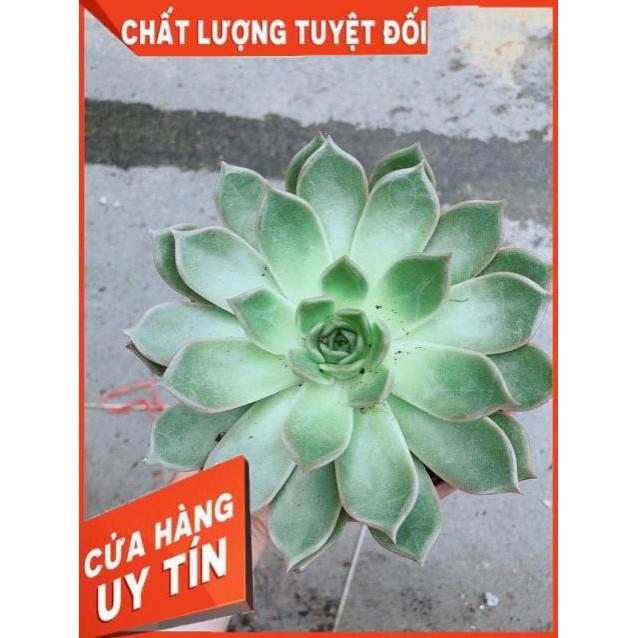 Sen Đá Size Đại