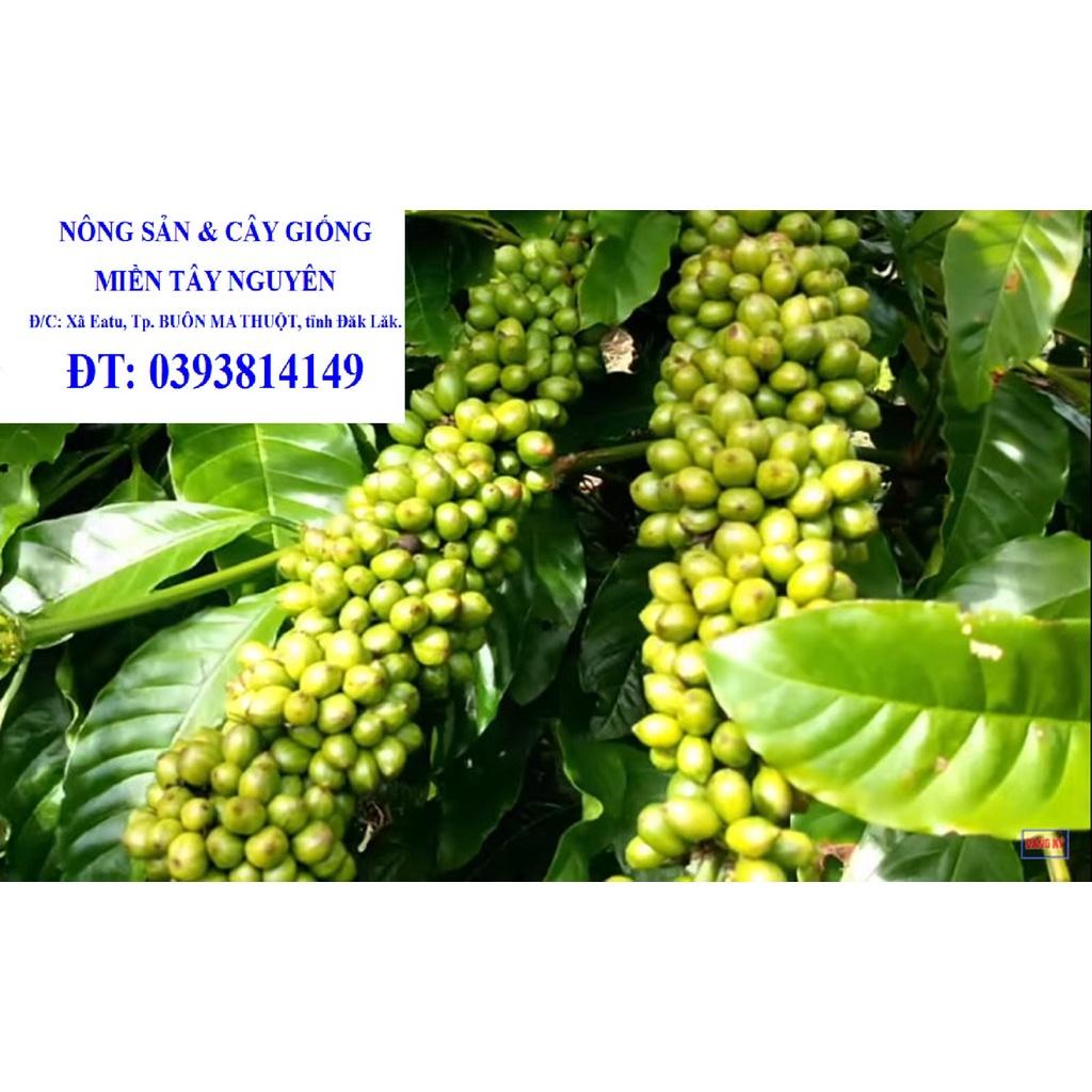 1 KG Hạt giống cà phê Thiên Trường cao sản .