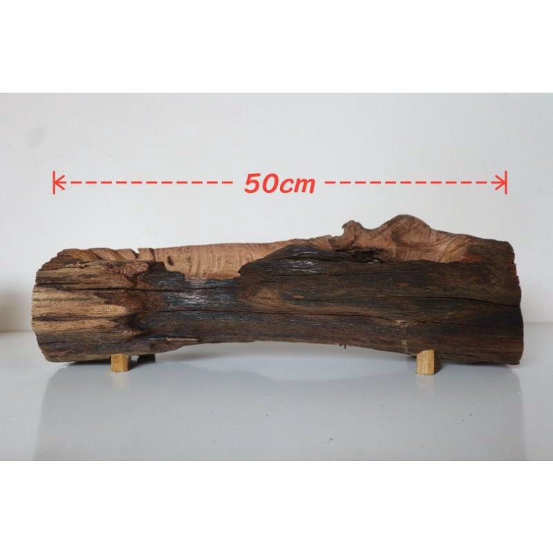 Chậu gỗ lũa lõi cây siêu bền