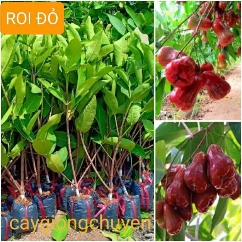 GIỐNG CÂY ROI ĐỎ QUẢ NGỌT