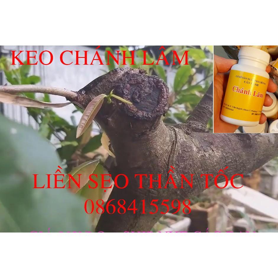 Keo liền sẹo cây chánh lâm, keo liền da cây chánh lâm Chai 130gr.