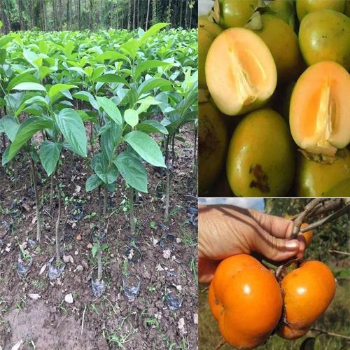 Cây giống hồng giòn không hạt BẢO LÂM