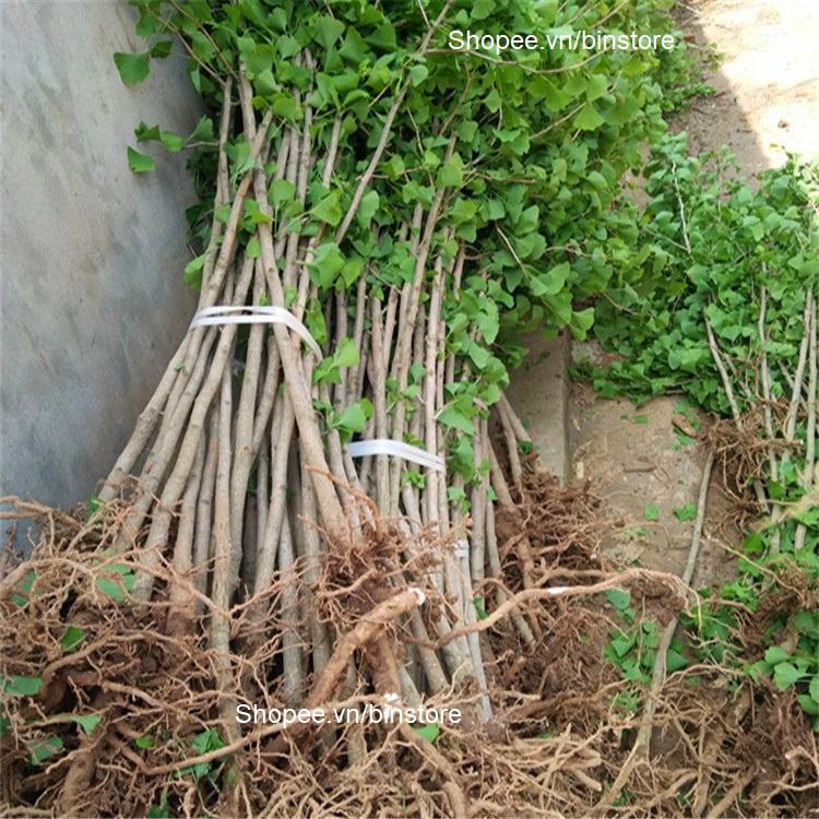 Cây Khổ Sâm Khô Chất Lượng 01KG