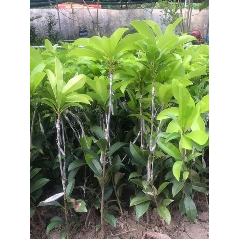 Cây Gióng Hồng Xiêm Xoài quả to
