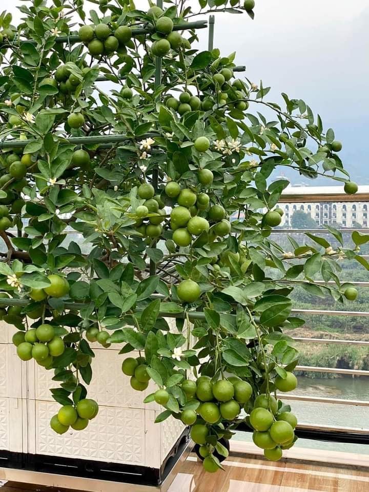 Cây giống chanh không hạt, cây giống thế hệ mới trái trùm, quả thơm, siêu quả mọng nước giá trị kinh tế cao