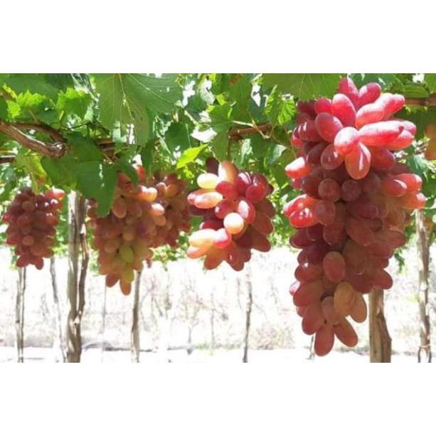Nho Ngón Tay 152 tặng 2 cây chè xanh