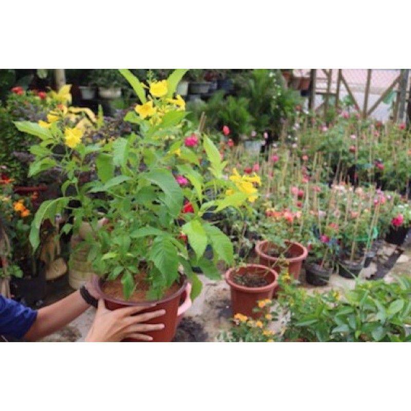 Cây Hoàng Yến Chuông Vàng