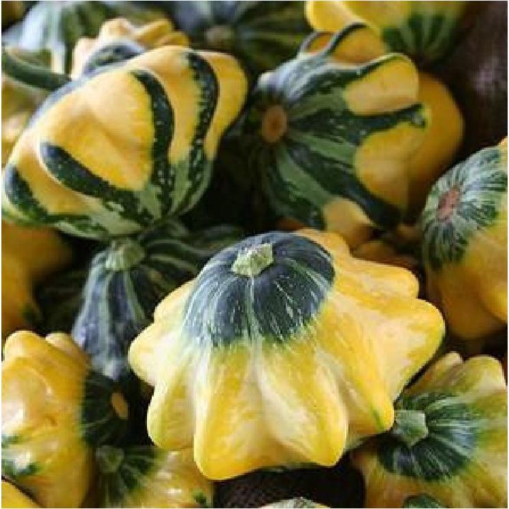 Hạt giống bí đĩa bay mix màu KNS323- Gói 10 hạt
