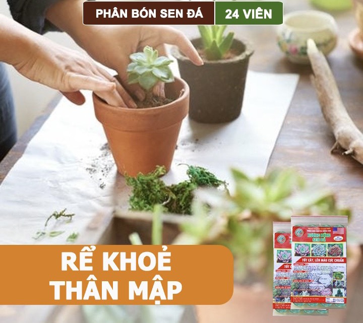 Phân Bón Sen Đá, Xương Rồng , Dạng Viên, Cho Cây Mọng Nước, Kích Rễ, Lên Màu Chuẩn Đẹp - Gói 24 Viên