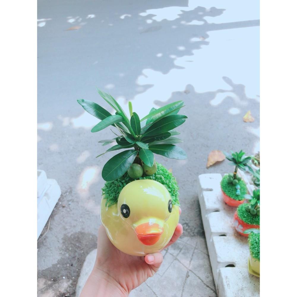 Chậu Cây May Mắn Vịt Vàng