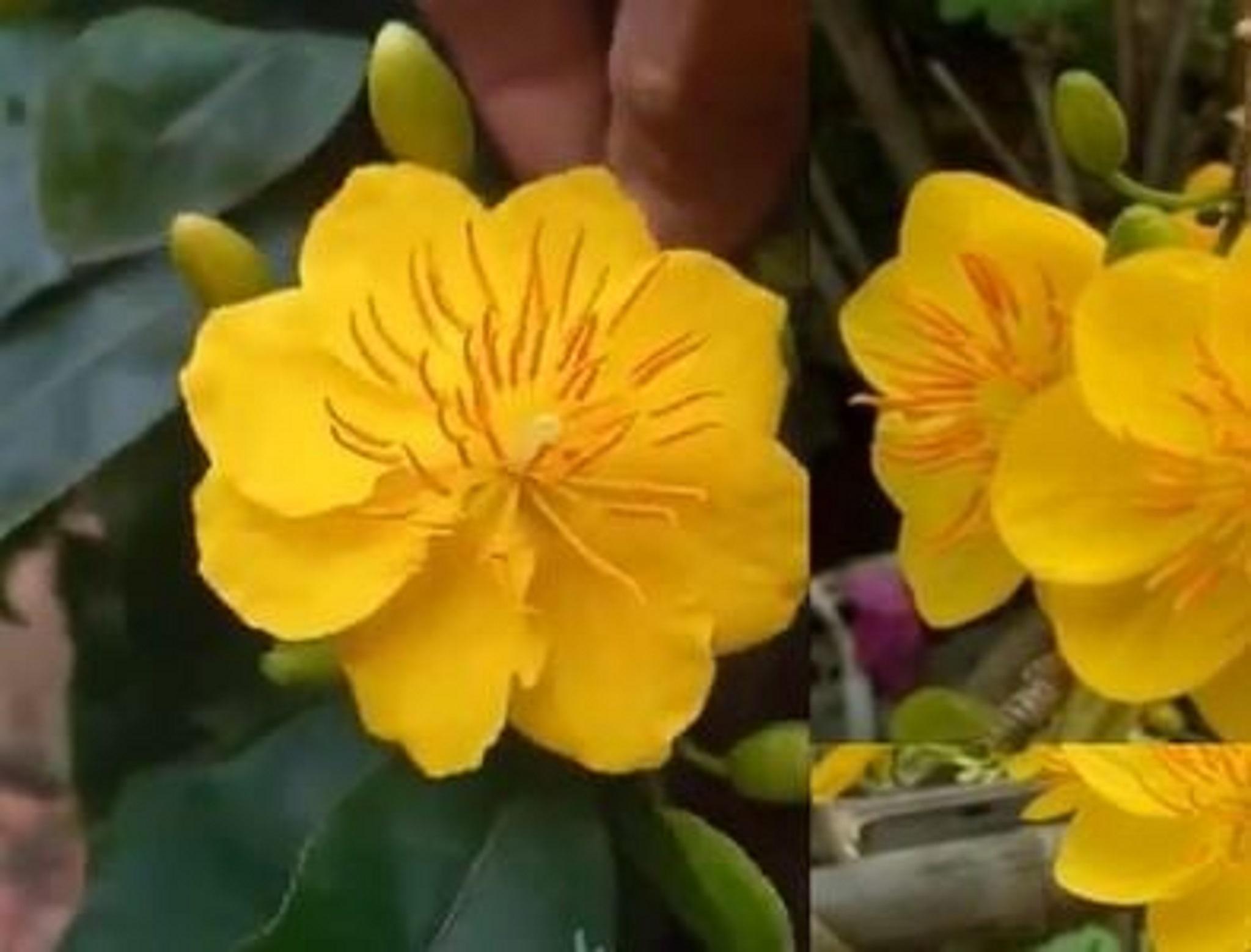 CÂY GIỐNG MAI cánh Xoáy.