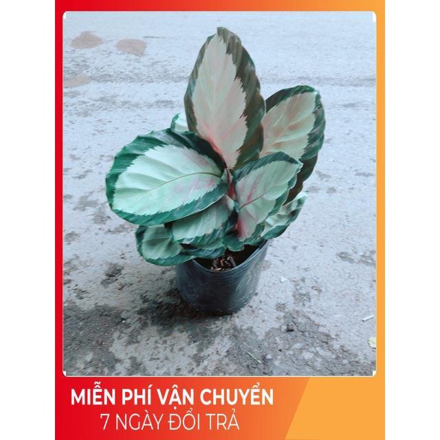 Đuôi Công Hồng