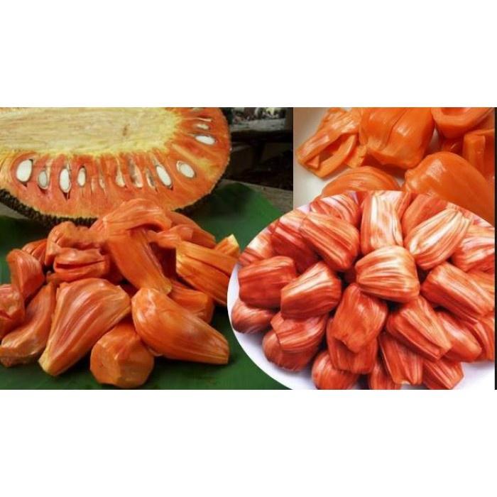 Cây Giống Mít Ruột Đỏ tặng 2 cây chè xanh