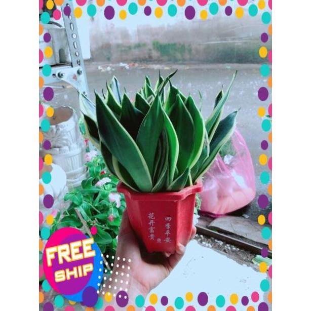 Chậu Lưỡi Hổ Thái Xanh