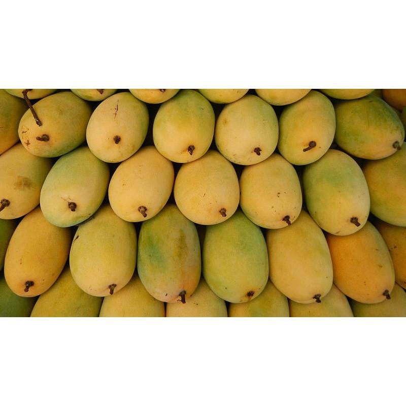 Cây giống Xoài Cát Hòa Lộc. .
