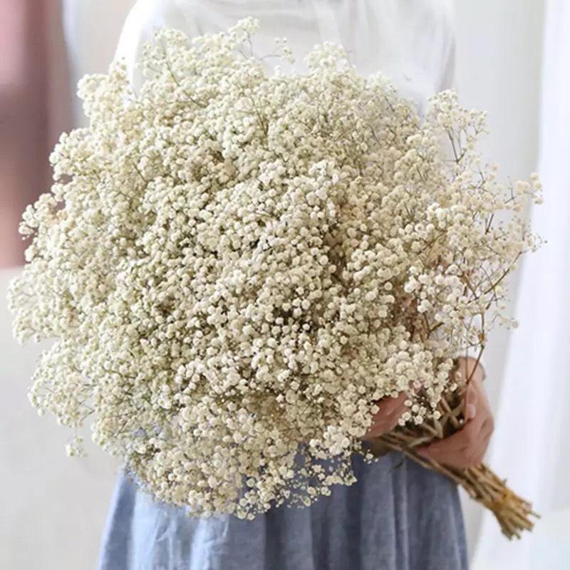 Hoa Khô - Bó 100g Hoa Baby Bloom Tuyệt Đẹp Phong Cách Vintage Trang Trí Nhà Cửa, Làm Hoa Cưới