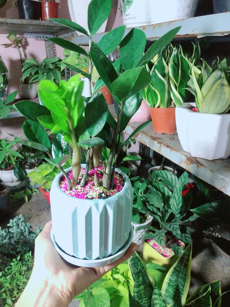 Chậu Cây Kim Tiền Thái