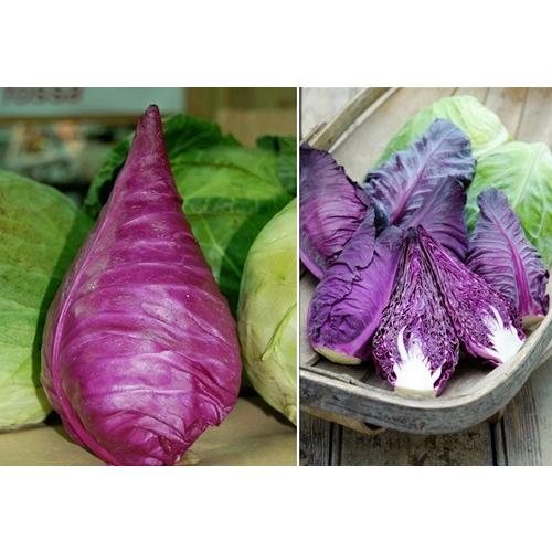 Hạt Giống Bắp Cải Tím -