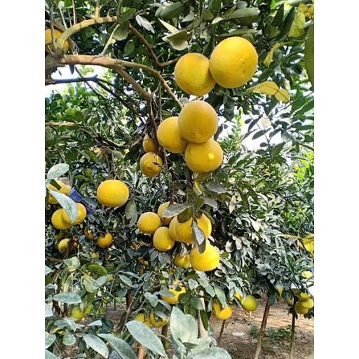 CÂY GIỐNG BƯỞI DIỄN SIÊU NGON SIÊU QUẢ- CAM KÊT GIỐNG CHUẨN F1 + Tặng 01 cây dâu da đất