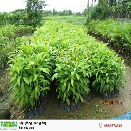 COMBO 2 CÂY SALA  GIỐNG