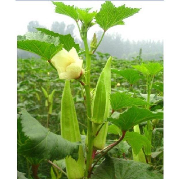 Hạt giống đậu bắp cao sản KNS372 - Gói 10gram