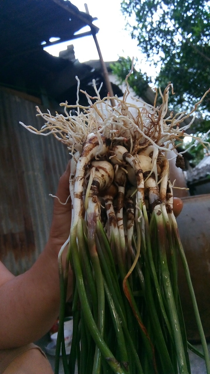 Củ huệ mưa cánh kép Charm màu hồng