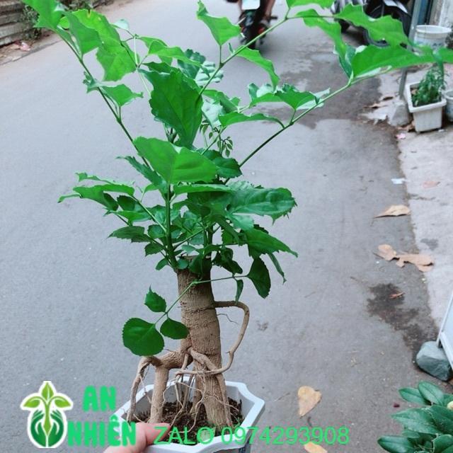 Cây Hạnh Phúc Bonsai