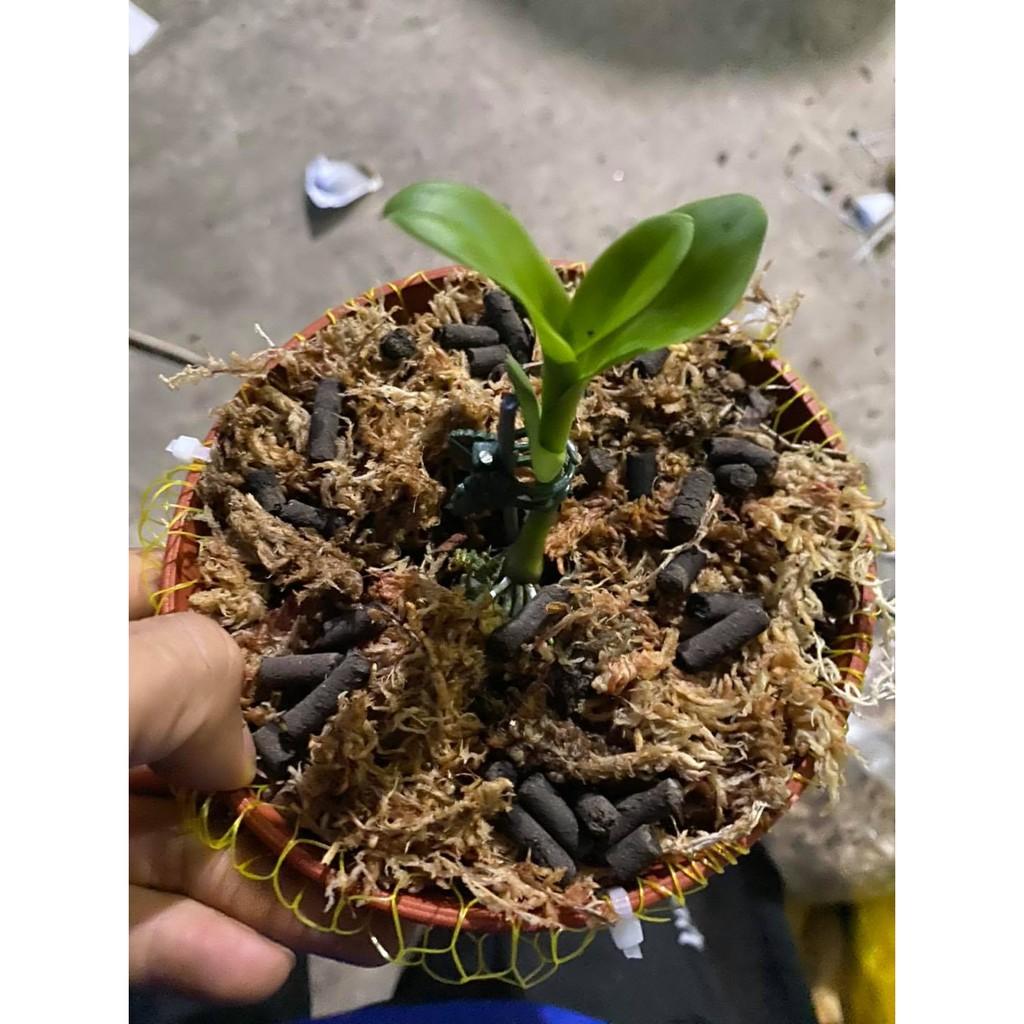 Phi điệp 5ct Phú Thọ - HO - Bảo Duy kie năm 2