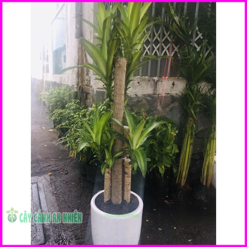 Chậu Cây Phát Tài  Cao 1m5