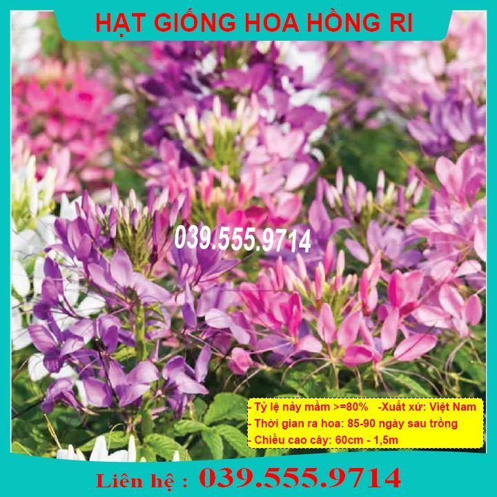 HẠT GIỐNG HOA HỒNG RI DỄ TRỒNG, DỄ CHĂM