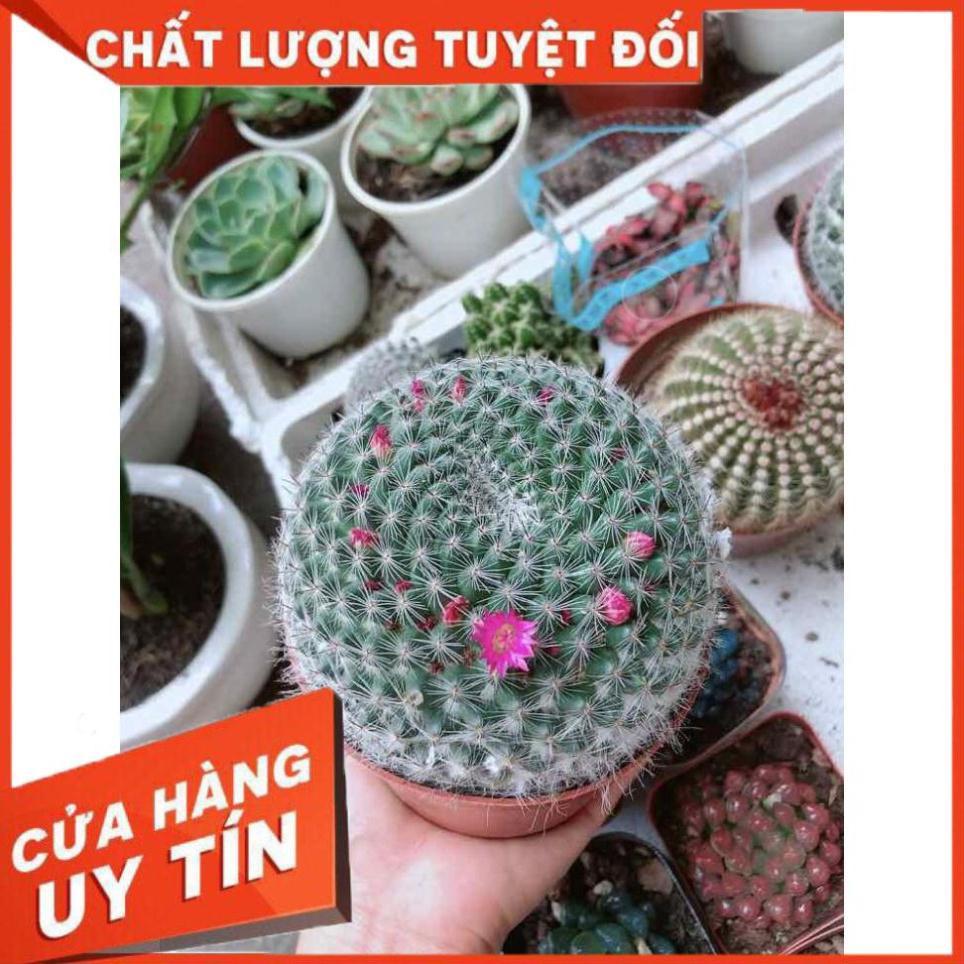 Xương rồng bánh sinh nhật có hoa Nhiều Người Mua