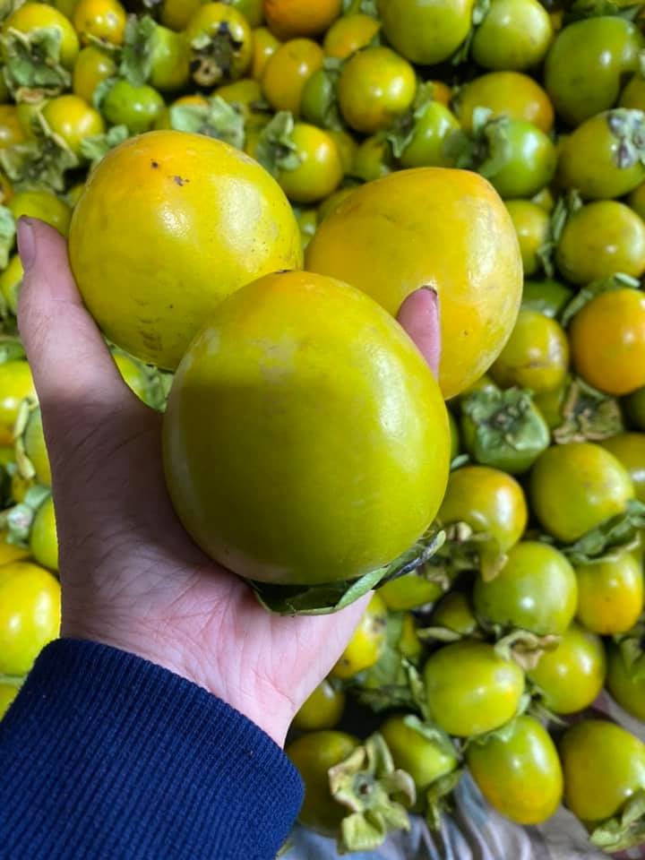 Hồng Giòn Đà Lạt Trợ Giá Tận Vườn