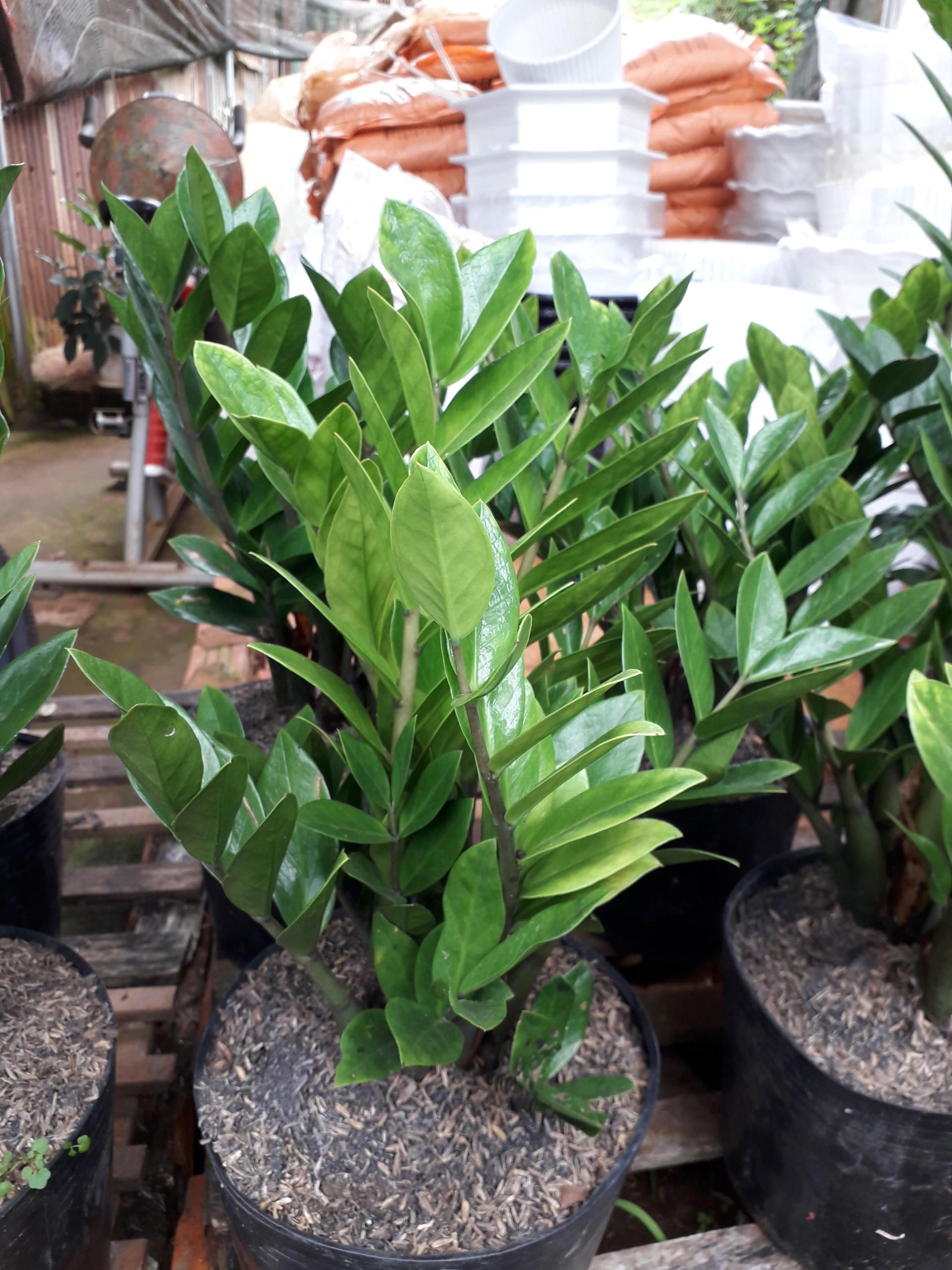 CÂY KIM TIỀN [ CÂY PHONG THỦY TỐT &amp; ĐẸP NHƯ HÌNH ] &amp;