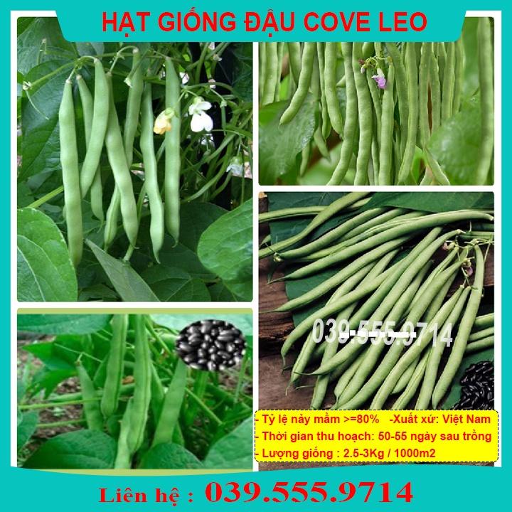 Hạt Giống Đậu Cove Leo Giàn Siêu Quả 50gram