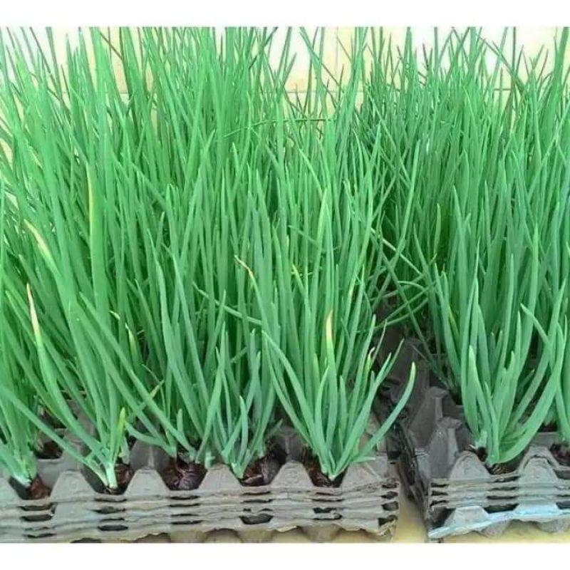 HẠT GIỐNG HÀNH HƯƠNG CHỊU NHIỆT TRANG NÔNG RẤT THƠM