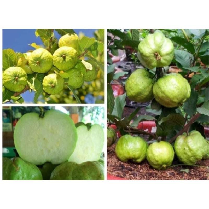 ỔI NỮ HOÀNG KHÔNG HẠT GHÉP MẮT NHANH CHO QUẢ