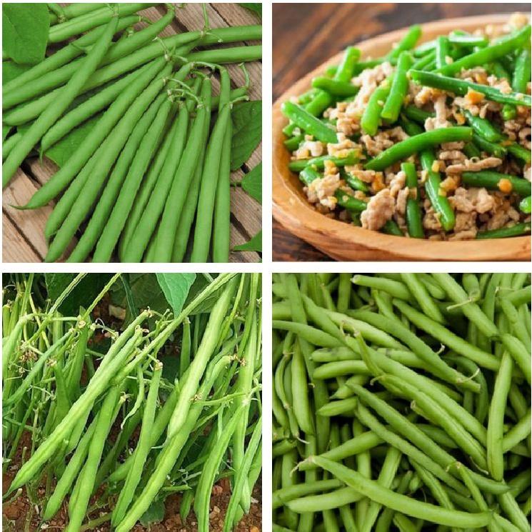 Combo 3 gói Hạt giống Đậu Cove xanh lùn-gói 20 gram-tặng kèm gói phân bón lót