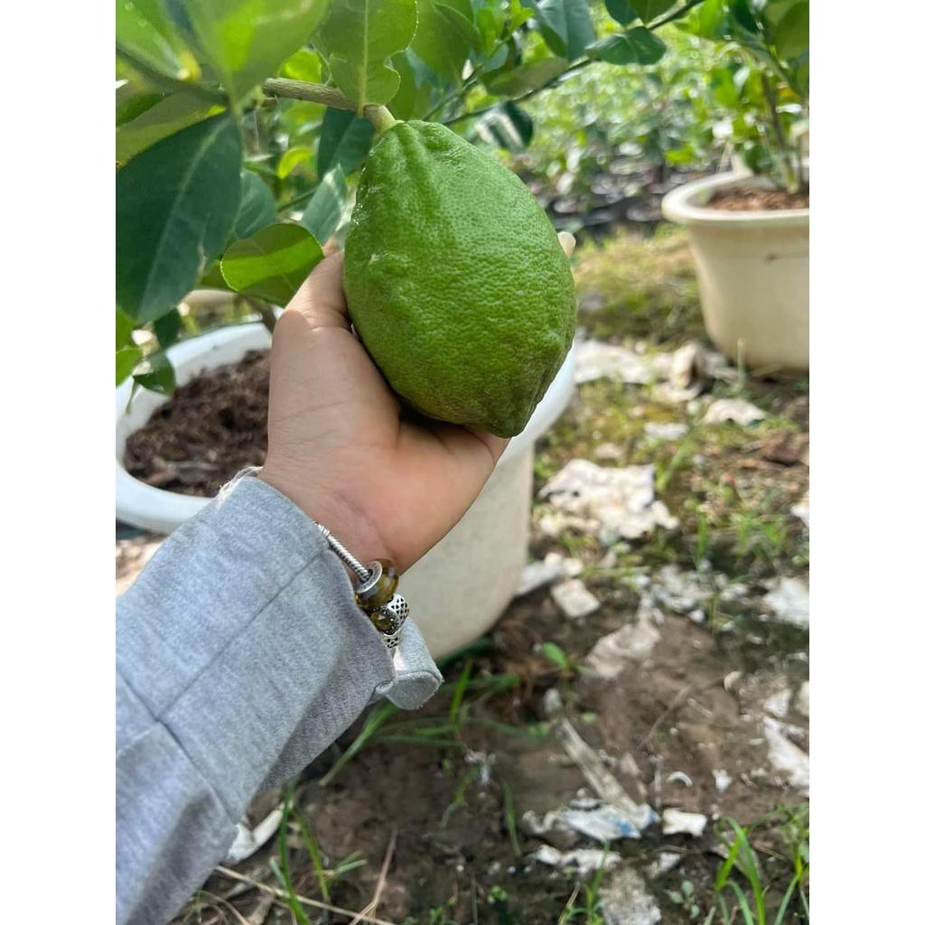 Cây Chanh Vàng Mỹ