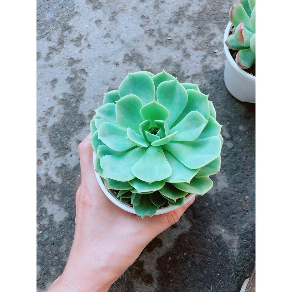 Chậu Sen Đá Xanh Đất