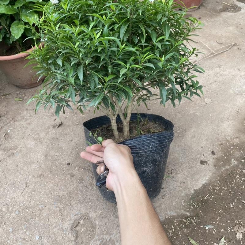 Cây mai vạn phúc trồng bầu đen cao 30-40cm tán tròn thích hợp trồng ban công sân vườn