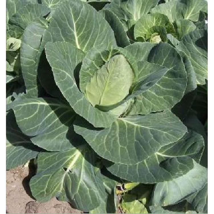 COMBO 2 gói hạt giống cải bắp trái tim xanh