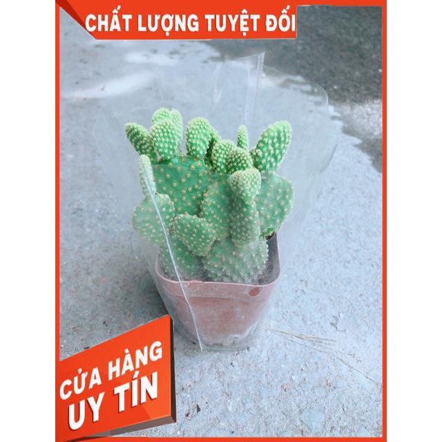 Xương Rồng Tai Thỏ