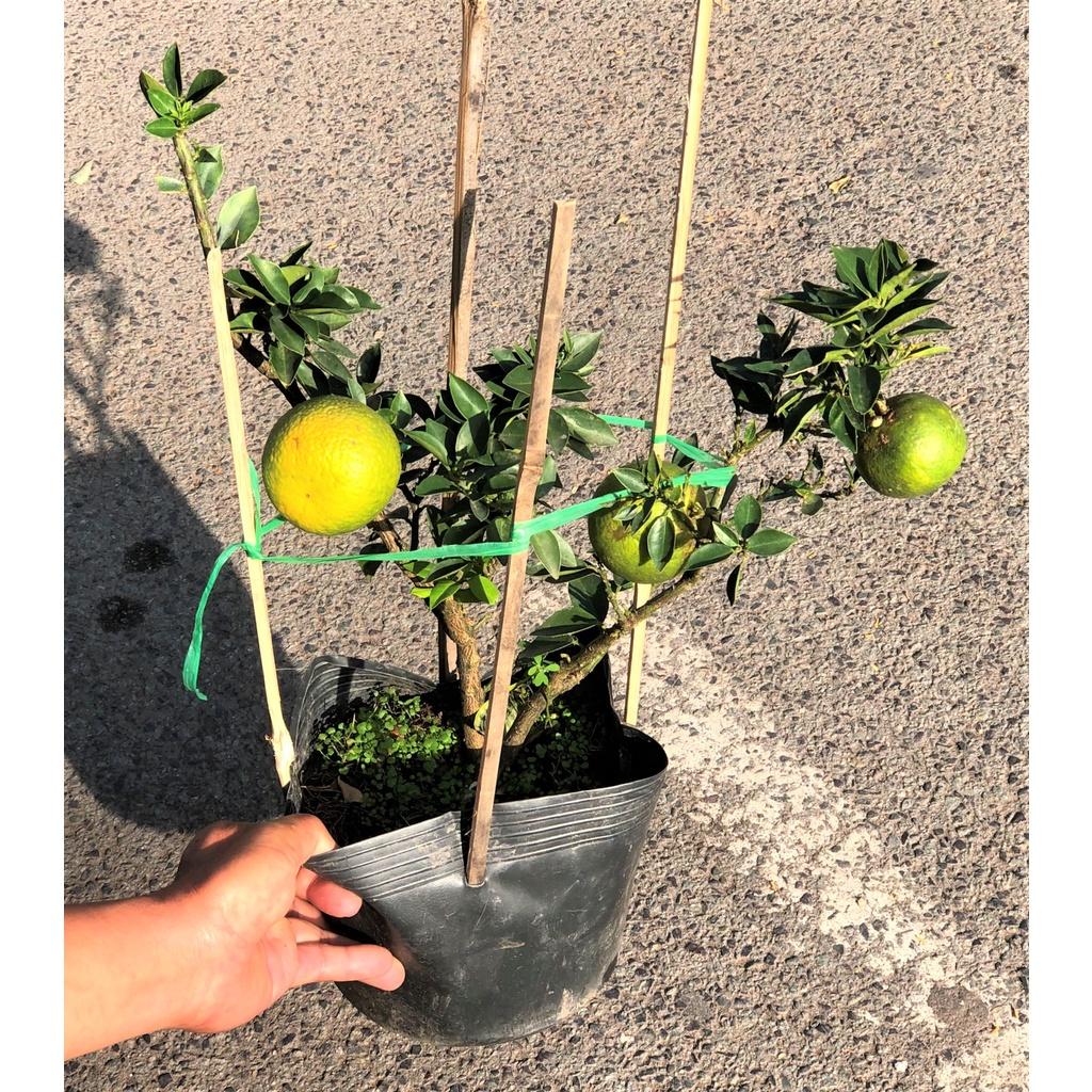 Cây Cam Mỹ đã cho trái